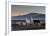 Llama Gathering in the Sajama National Park-Alex Saberi-Framed Photographic Print