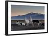 Llama Gathering in the Sajama National Park-Alex Saberi-Framed Photographic Print