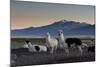 Llama Gathering in the Sajama National Park-Alex Saberi-Mounted Photographic Print