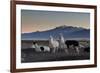 Llama Gathering in the Sajama National Park-Alex Saberi-Framed Photographic Print