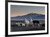 Llama Gathering in the Sajama National Park-Alex Saberi-Framed Photographic Print