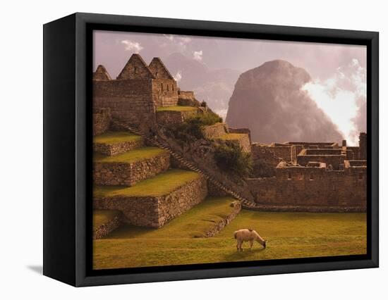 Llama Grazing at Machu Picchu-Laurie Chamberlain-Framed Stretched Canvas