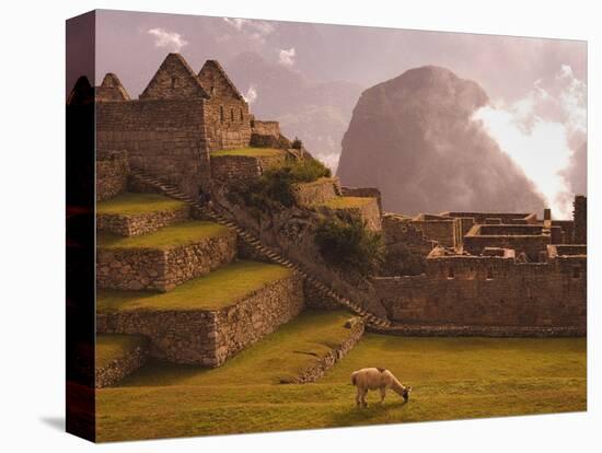 Llama Grazing at Machu Picchu-Laurie Chamberlain-Stretched Canvas