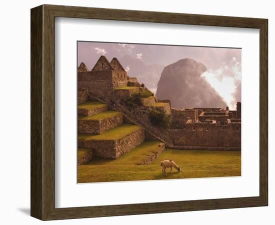 Llama Grazing at Machu Picchu-Laurie Chamberlain-Framed Photographic Print