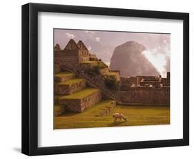 Llama Grazing at Machu Picchu-Laurie Chamberlain-Framed Photographic Print