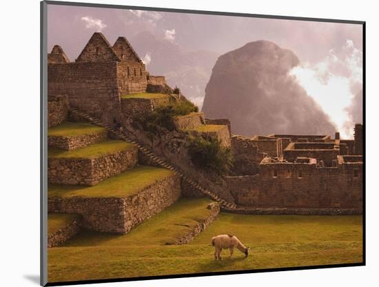 Llama Grazing at Machu Picchu-Laurie Chamberlain-Mounted Photographic Print