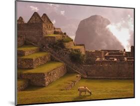 Llama Grazing at Machu Picchu-Laurie Chamberlain-Mounted Photographic Print