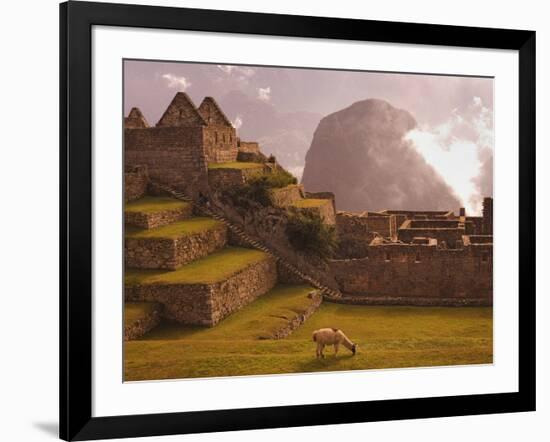 Llama Grazing at Machu Picchu-Laurie Chamberlain-Framed Photographic Print