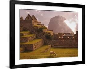 Llama Grazing at Machu Picchu-Laurie Chamberlain-Framed Photographic Print