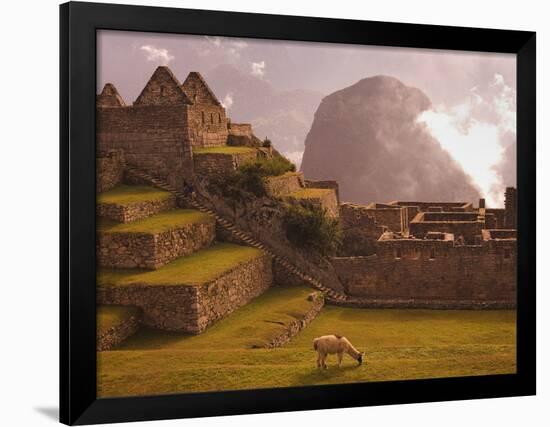 Llama Grazing at Machu Picchu-Laurie Chamberlain-Framed Photographic Print