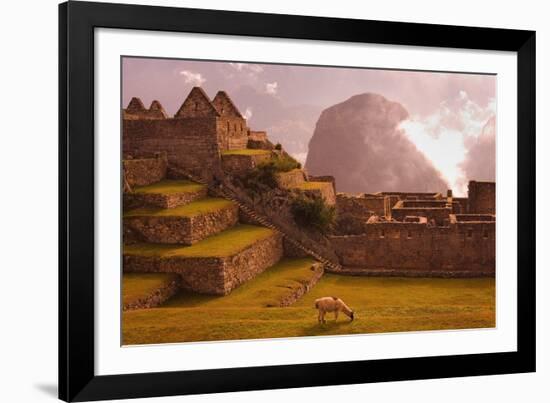 Llama Grazing at Machu Picchu-Laurie Chamberlain-Framed Photographic Print