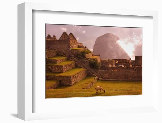 Llama Grazing at Machu Picchu-Laurie Chamberlain-Framed Photographic Print