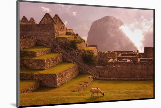 Llama Grazing at Machu Picchu-Laurie Chamberlain-Mounted Photographic Print