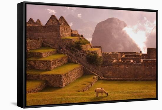 Llama Grazing at Machu Picchu-Laurie Chamberlain-Framed Stretched Canvas