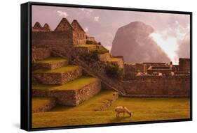 Llama Grazing at Machu Picchu-Laurie Chamberlain-Framed Stretched Canvas