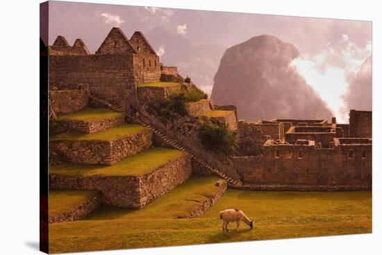 Llama Grazing at Machu Picchu-Laurie Chamberlain-Stretched Canvas