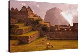 Llama Grazing at Machu Picchu-Laurie Chamberlain-Stretched Canvas