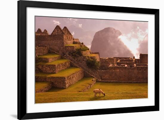 Llama Grazing at Machu Picchu-Laurie Chamberlain-Framed Photographic Print