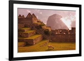 Llama Grazing at Machu Picchu-Laurie Chamberlain-Framed Photographic Print