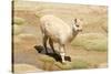 Llama in A Mountain Landscape, Peru-demerzel21-Stretched Canvas