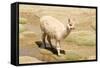 Llama in A Mountain Landscape, Peru-demerzel21-Framed Stretched Canvas