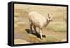 Llama in A Mountain Landscape, Peru-demerzel21-Framed Stretched Canvas