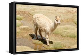 Llama in A Mountain Landscape, Peru-demerzel21-Framed Stretched Canvas