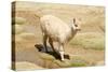 Llama in A Mountain Landscape, Peru-demerzel21-Stretched Canvas