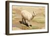 Llama in A Mountain Landscape, Peru-demerzel21-Framed Photographic Print