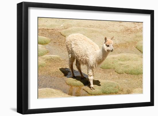 Llama in A Mountain Landscape, Peru-demerzel21-Framed Photographic Print