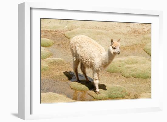 Llama in A Mountain Landscape, Peru-demerzel21-Framed Photographic Print