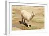 Llama in A Mountain Landscape, Peru-demerzel21-Framed Photographic Print