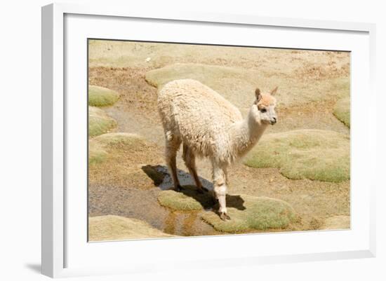 Llama in A Mountain Landscape, Peru-demerzel21-Framed Photographic Print