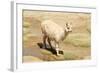 Llama in A Mountain Landscape, Peru-demerzel21-Framed Photographic Print