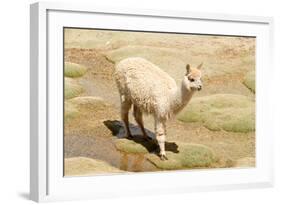 Llama in A Mountain Landscape, Peru-demerzel21-Framed Photographic Print