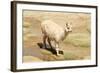 Llama in A Mountain Landscape, Peru-demerzel21-Framed Photographic Print