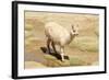 Llama in A Mountain Landscape, Peru-demerzel21-Framed Photographic Print