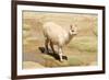 Llama in A Mountain Landscape, Peru-demerzel21-Framed Photographic Print