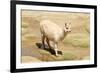 Llama in A Mountain Landscape, Peru-demerzel21-Framed Photographic Print