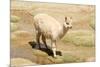 Llama in A Mountain Landscape, Peru-demerzel21-Mounted Photographic Print