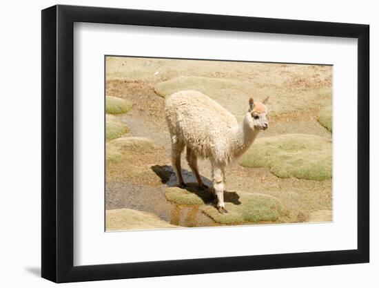 Llama in A Mountain Landscape, Peru-demerzel21-Framed Photographic Print