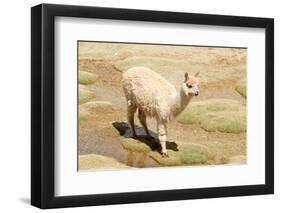 Llama in A Mountain Landscape, Peru-demerzel21-Framed Photographic Print