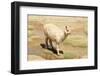 Llama in A Mountain Landscape, Peru-demerzel21-Framed Photographic Print