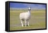 Llama in a Mountain Landscape-robert cicchetti-Framed Stretched Canvas