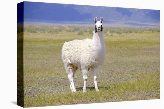 Llama in a Mountain Landscape-robert cicchetti-Stretched Canvas