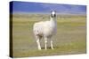 Llama in a Mountain Landscape-robert cicchetti-Stretched Canvas