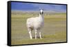 Llama in a Mountain Landscape-robert cicchetti-Framed Stretched Canvas