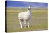 Llama in a Mountain Landscape-robert cicchetti-Stretched Canvas