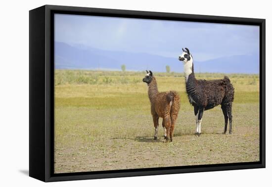 Llama in a Mountain Landscape-robert cicchetti-Framed Stretched Canvas