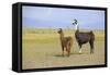 Llama in a Mountain Landscape-robert cicchetti-Framed Stretched Canvas